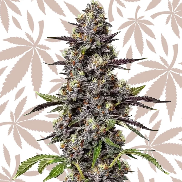 Critical Purple Kush cannabis strain plant