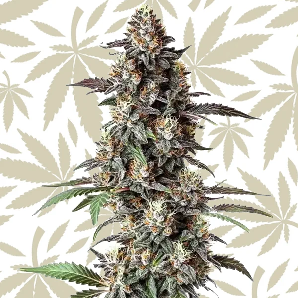 Critical Purple Regular cannabis strain plant