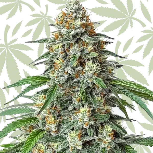 Critical Regular cannabis strain plant
