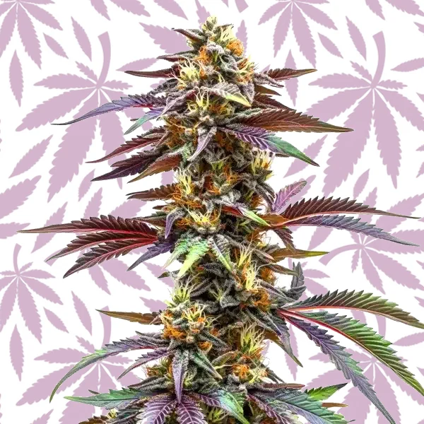 Critical Sunset Auto cannabis strain plant