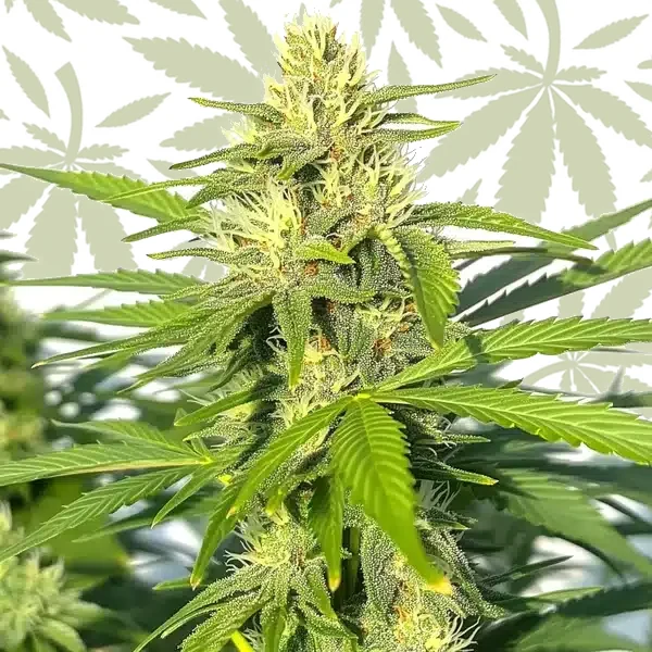 Critical Widow cannabis strain plant