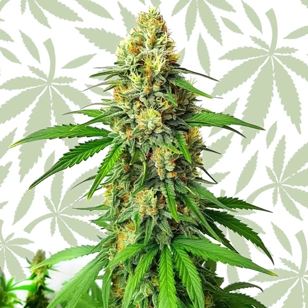 Critical x AK47 Auto cannabis strain plant