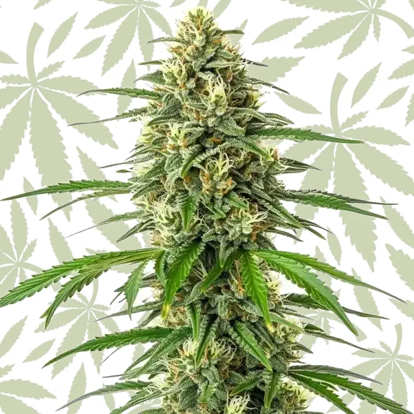 Critical x Amnesia cannabis strain plant
