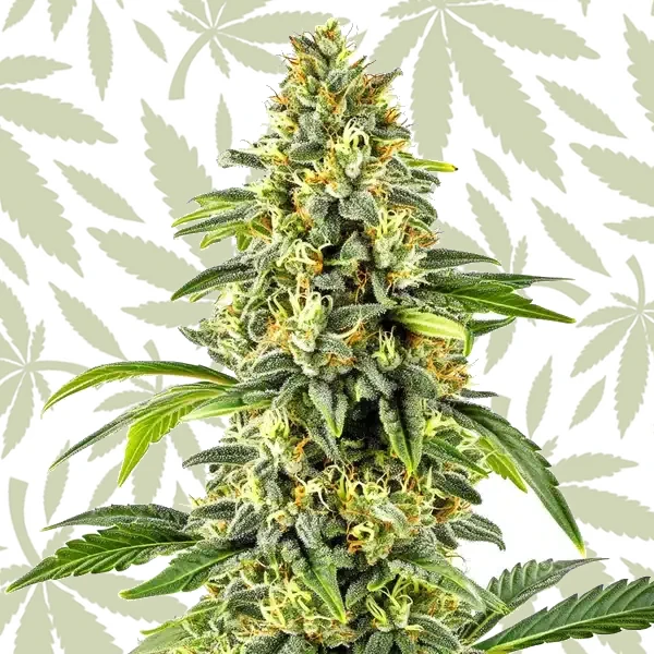 Critical x Cheese Candy Regular cannabis strain plant