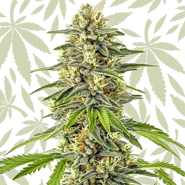 Critical x Cheese Candy cannabis strain plant