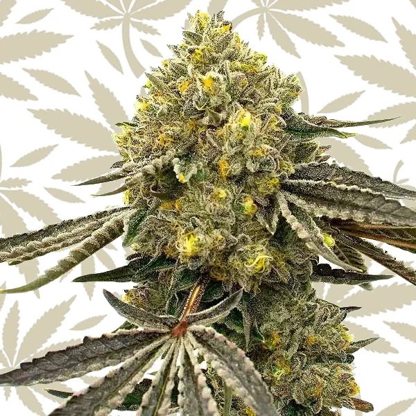 Critical Fast Bud Auto cannabis strain plant