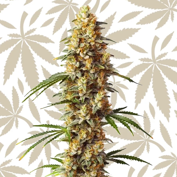 Critical x GG4 Auto cannabis strain plant