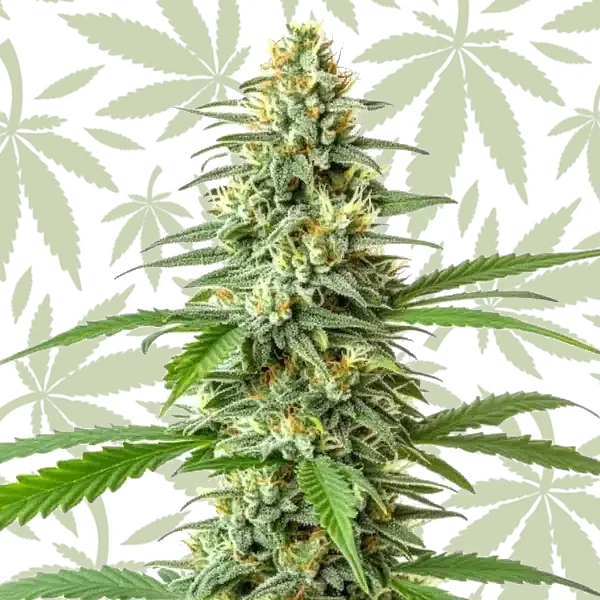 Critical x Mazar Auto cannabis strain plant
