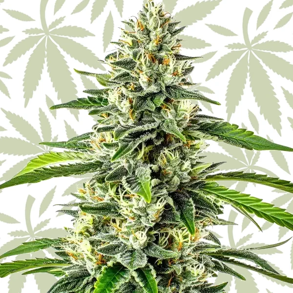 Critical x No Name Auto cannabis strain plant