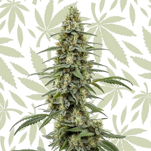 Critical x Northern Light Auto cannabis strain plant