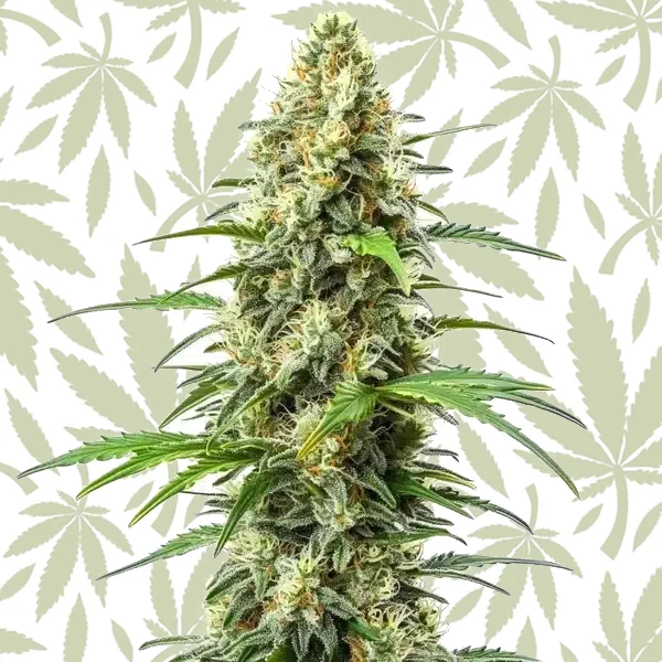 Critical x Somango cannabis strain plant