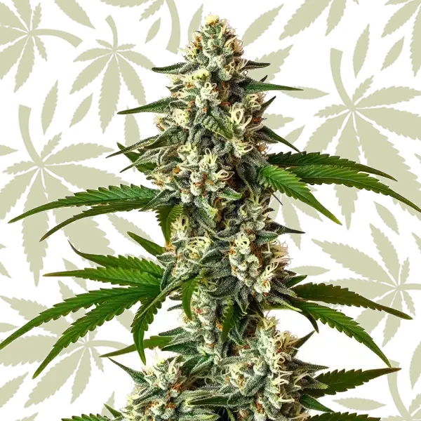 Crystal Candy Auto cannabis strain plant