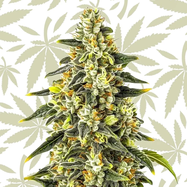Crystal cannabis strain plant