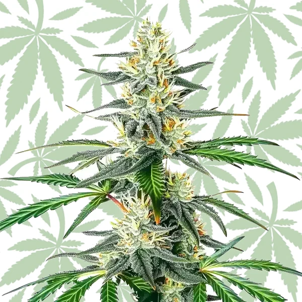 Dama Blanca cannabis strain plant