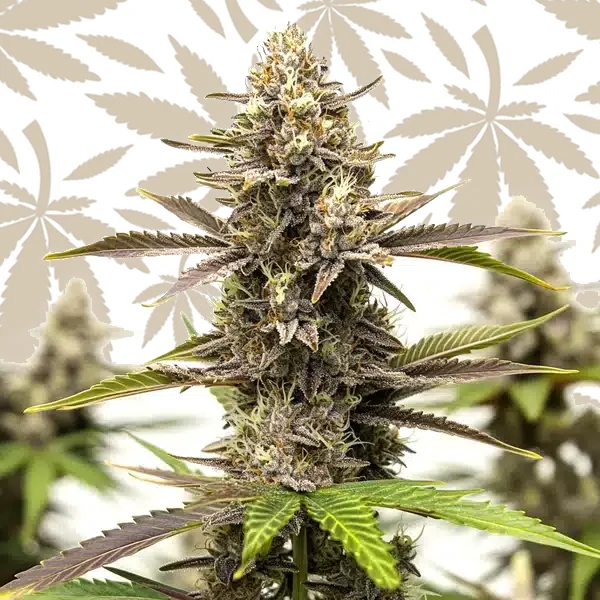 Dark Devil Auto cannabis strain plant