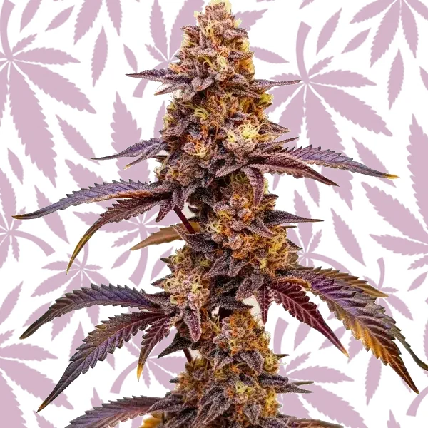 Dark Star Auto cannabis strain plant