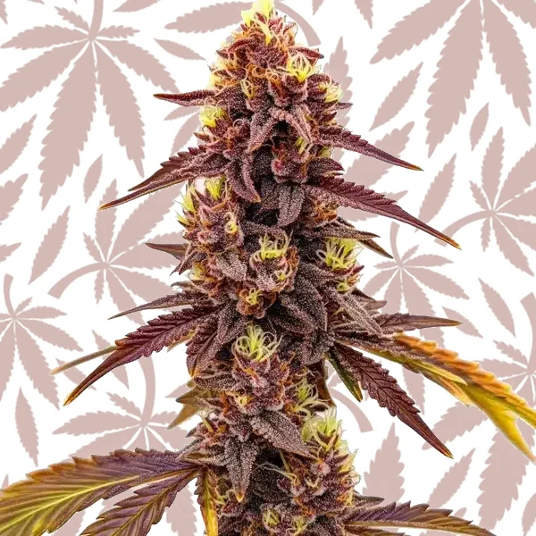 Dark Star Fast Version cannabis strain plant