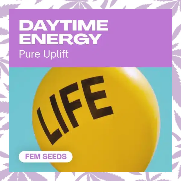 Daytime Energy cannabis strain plant