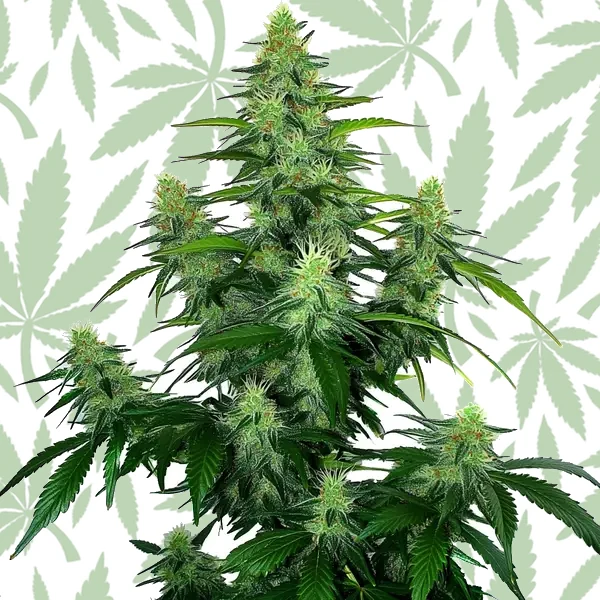 Deelite Autoflower cannabis strain plant
