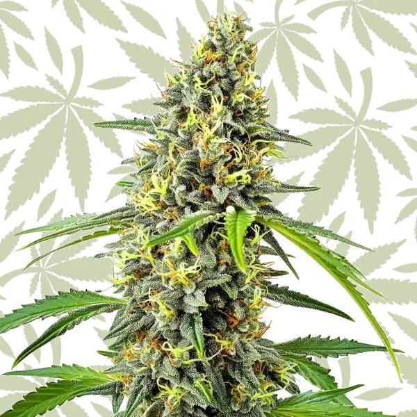 Deimos Auto cannabis strain plant