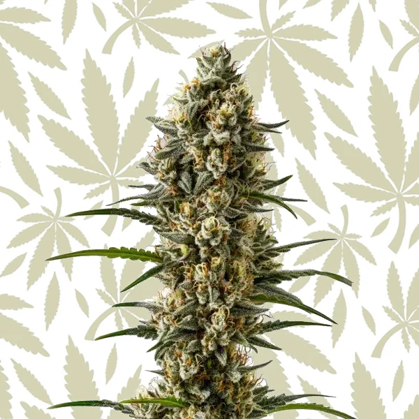 Devil XXL Autoflower cannabis strain plant