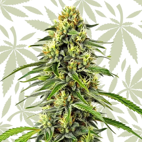 Diesel Autoflower cannabis strain plant