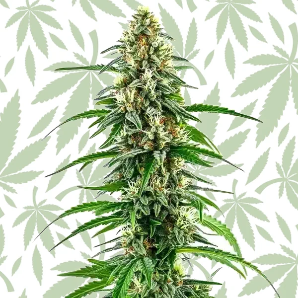 Diesel Regular cannabis strain plant