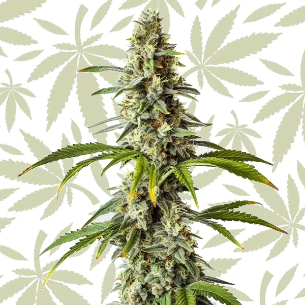 Diesel cannabis strain plant