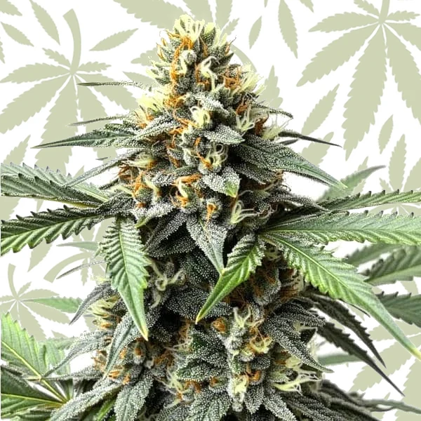 Do-Si-Dos Autoflower cannabis strain plant