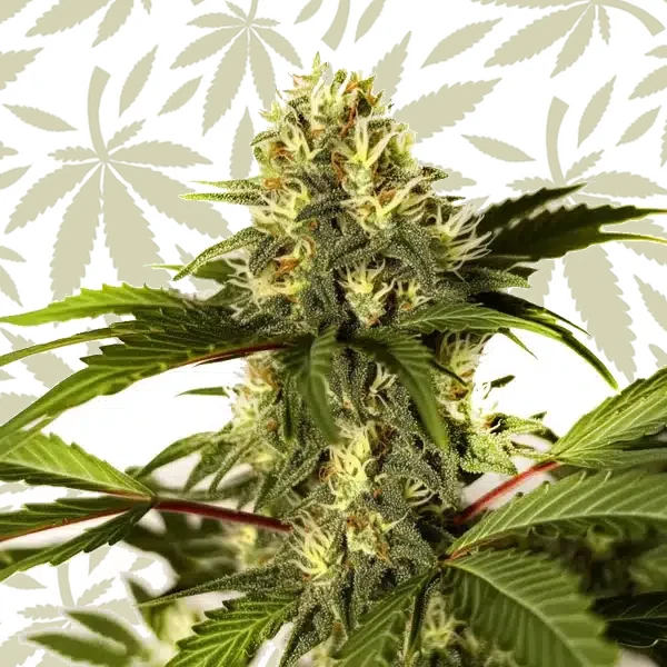 Do-si-Dos F1 cannabis strain plant