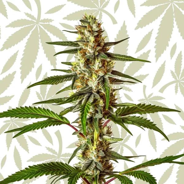 Do-Si-Dos Fast Version cannabis strain plant
