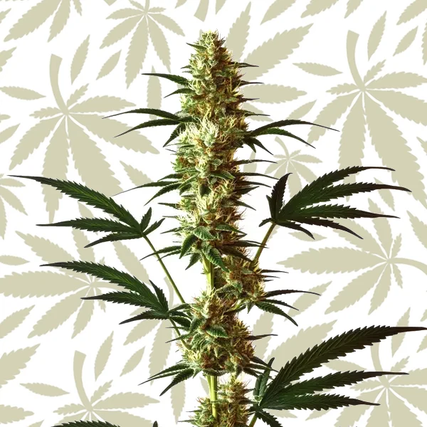 Do-Si-Dos Regular cannabis strain plant