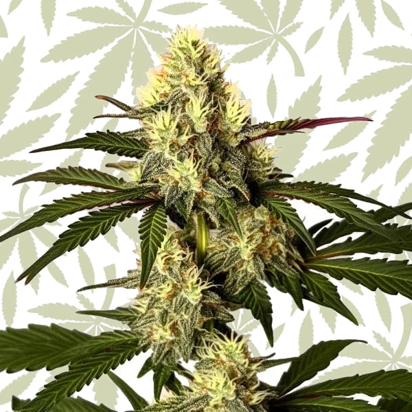 Do Si Dos cannabis strain plant