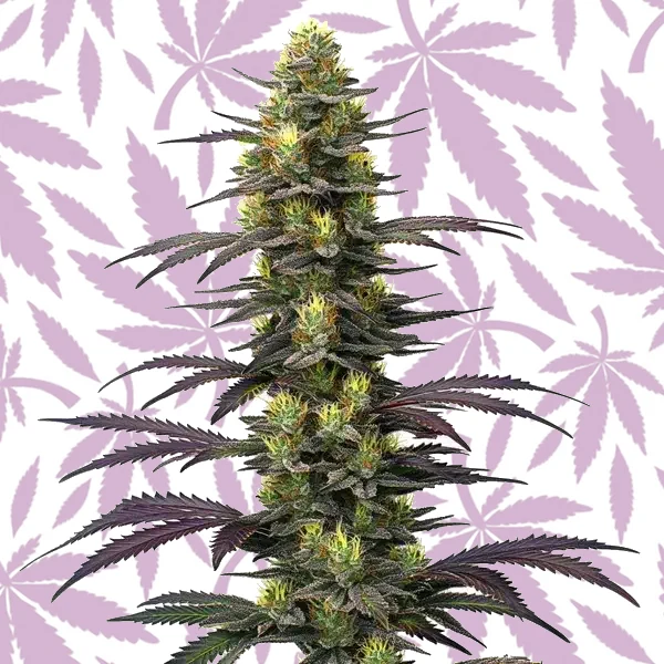 Dolato cannabis strain plant