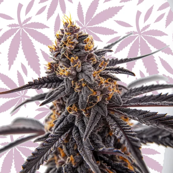 Donny Burger cannabis strain plant