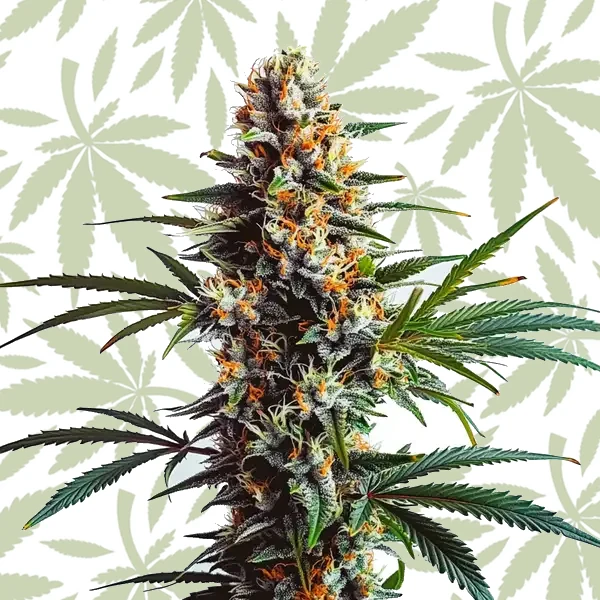 Doug’s Varin cannabis strain plant