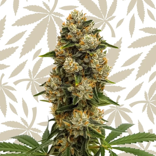 Durban Poison Autoflower cannabis strain plant