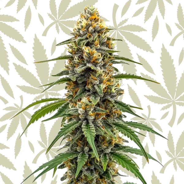 Durban Poison Fast Version cannabis strain plant
