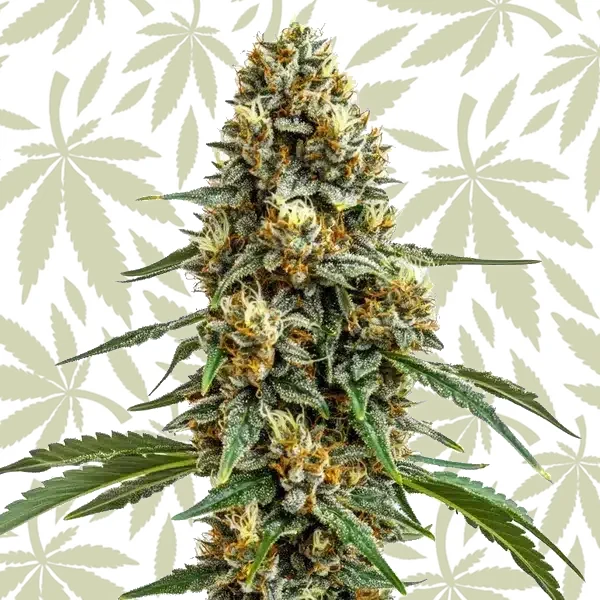 Durban Poison cannabis strain plant