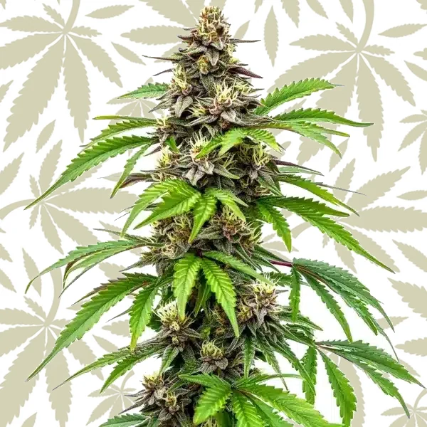 Early Skunk Fast Version cannabis strain plant
