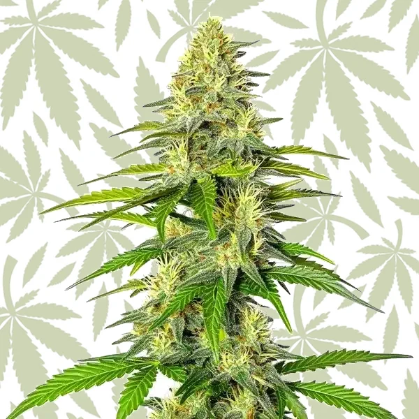 Early Skunk x Cinderella 99 cannabis strain plant