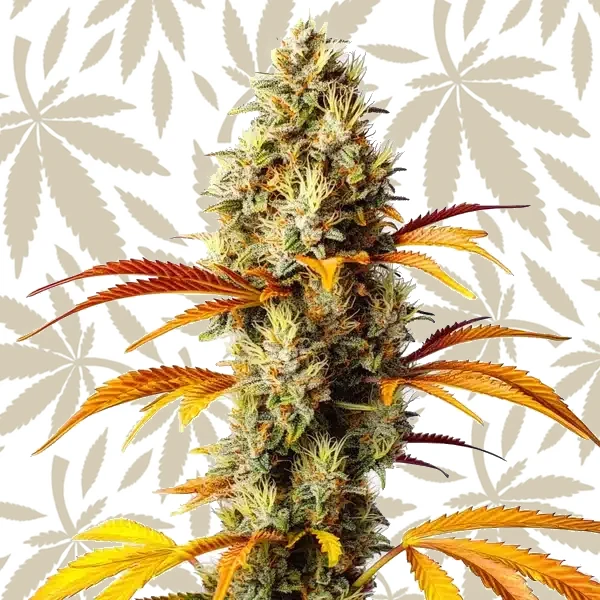 Early Skunk x Northern Lights cannabis strain plant