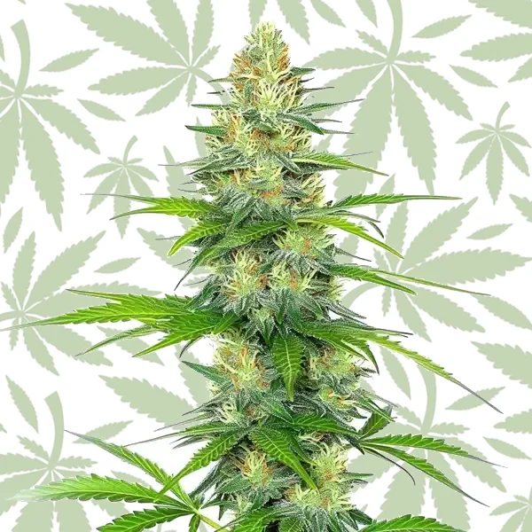 Early Skunk x Rosetta Stone cannabis seed pack