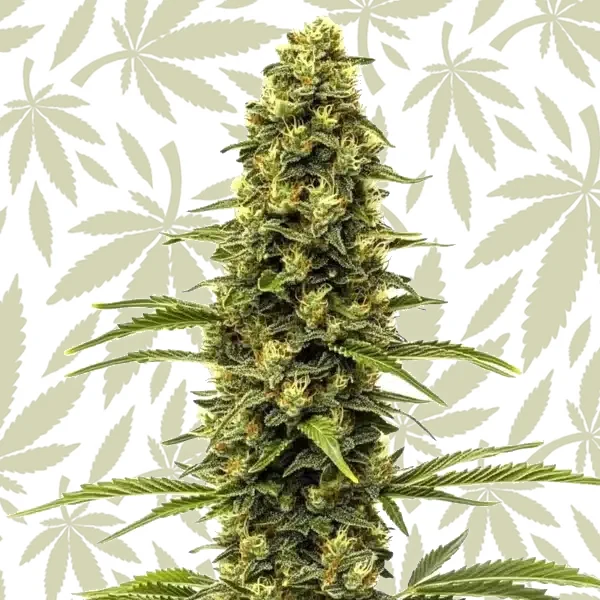 Early Skunk cannabis strain plant