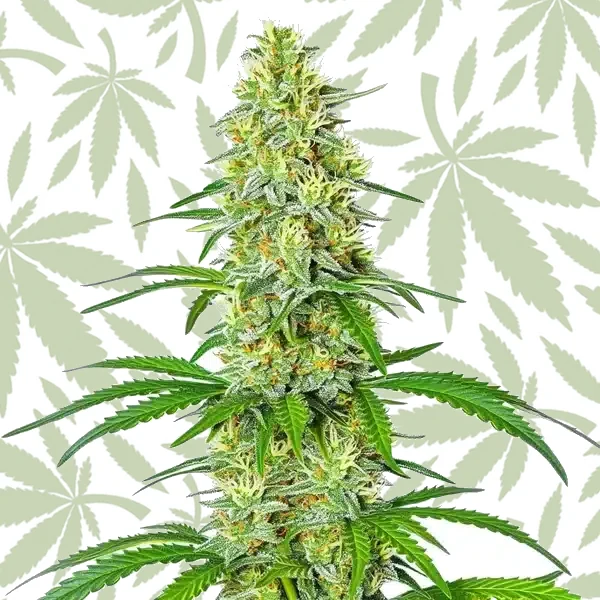 Exodus Cheese x Blue Head Band cannabis strain plant