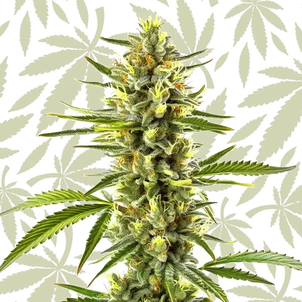 Exodus Cheese cannabis strain plant