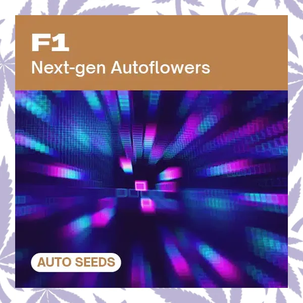 F1 AUTO cannabis strain plant