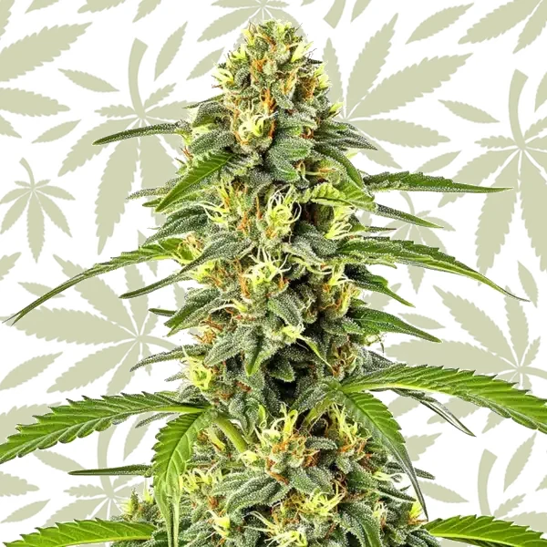 Fast Bud Auto cannabis strain plant