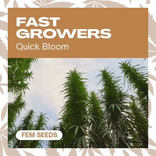 Fast Growers cannabis strain plant