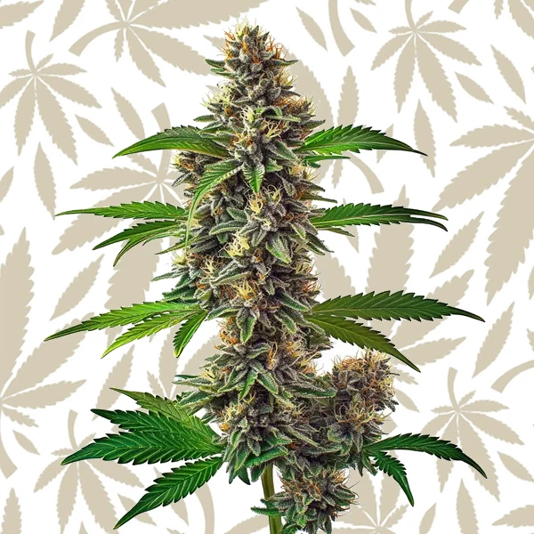 Fat Bastard Auto cannabis strain plant
